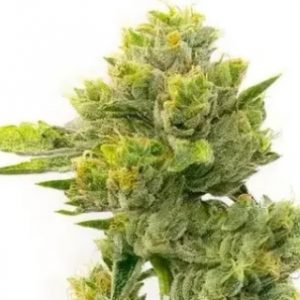 Agent Orange Strain Regular Marijuana Seeds - 10 seeds