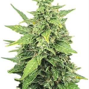 Agent Orange Strain Feminized Marijuana Seeds - 10 seeds