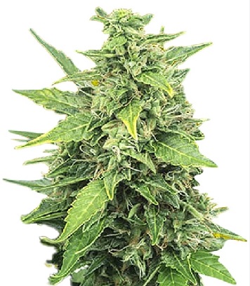 Agent Orange Strain Feminized Marijuana Seeds - 5 seeds