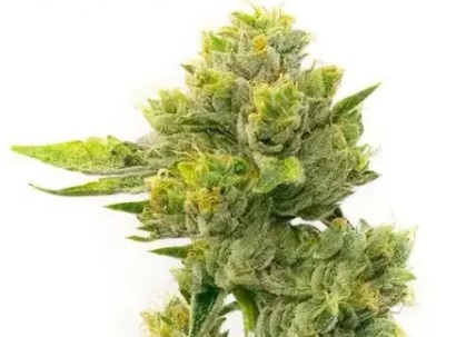 Agent Orange Strain Regular Marijuana Seeds - 5 seeds