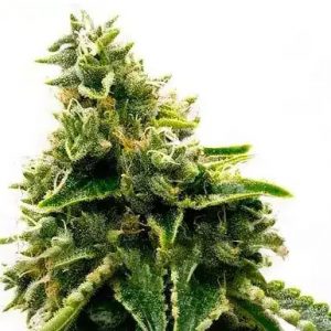 Alaskan Thunder Fuck Strain Feminized Marijuana Seeds - 10 seeds