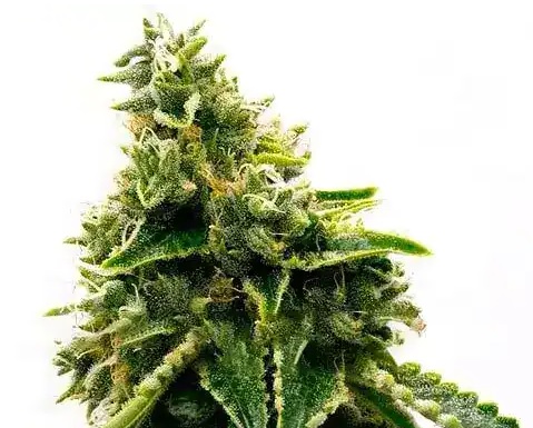 Alaskan Thunder Fuck Strain Feminized Marijuana Seeds - 5 seeds