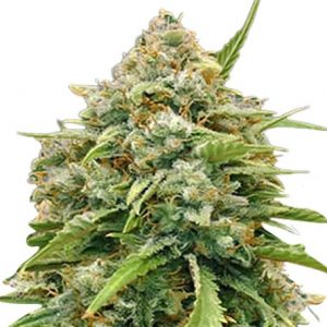 Amnesia Strain Feminized Marijuana Seeds - 5 seeds