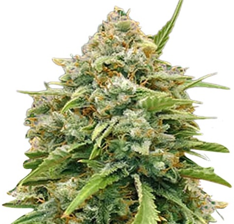 Amnesia Strain Autoflowering Marijuana Seeds - 5 seeds