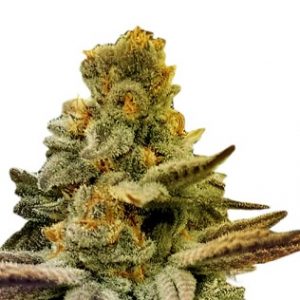 Apple Fritter Strain Autoflowering Marijuana Seeds - 10 seeds