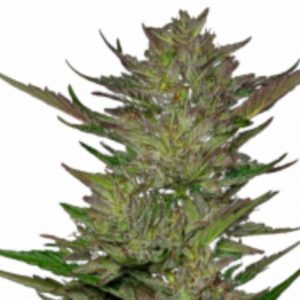 Area 51 Fruitz Strain Feminized Marijuana Seeds - 10 seeds