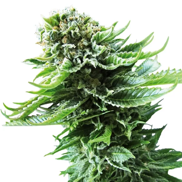 B-52 Strain Feminized Marijuana Seeds - 25 seeds