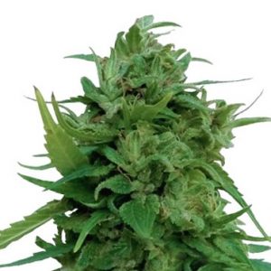 Auto Solomatic CBD Strain (1:20) Marijuana Seeds - 10 seeds