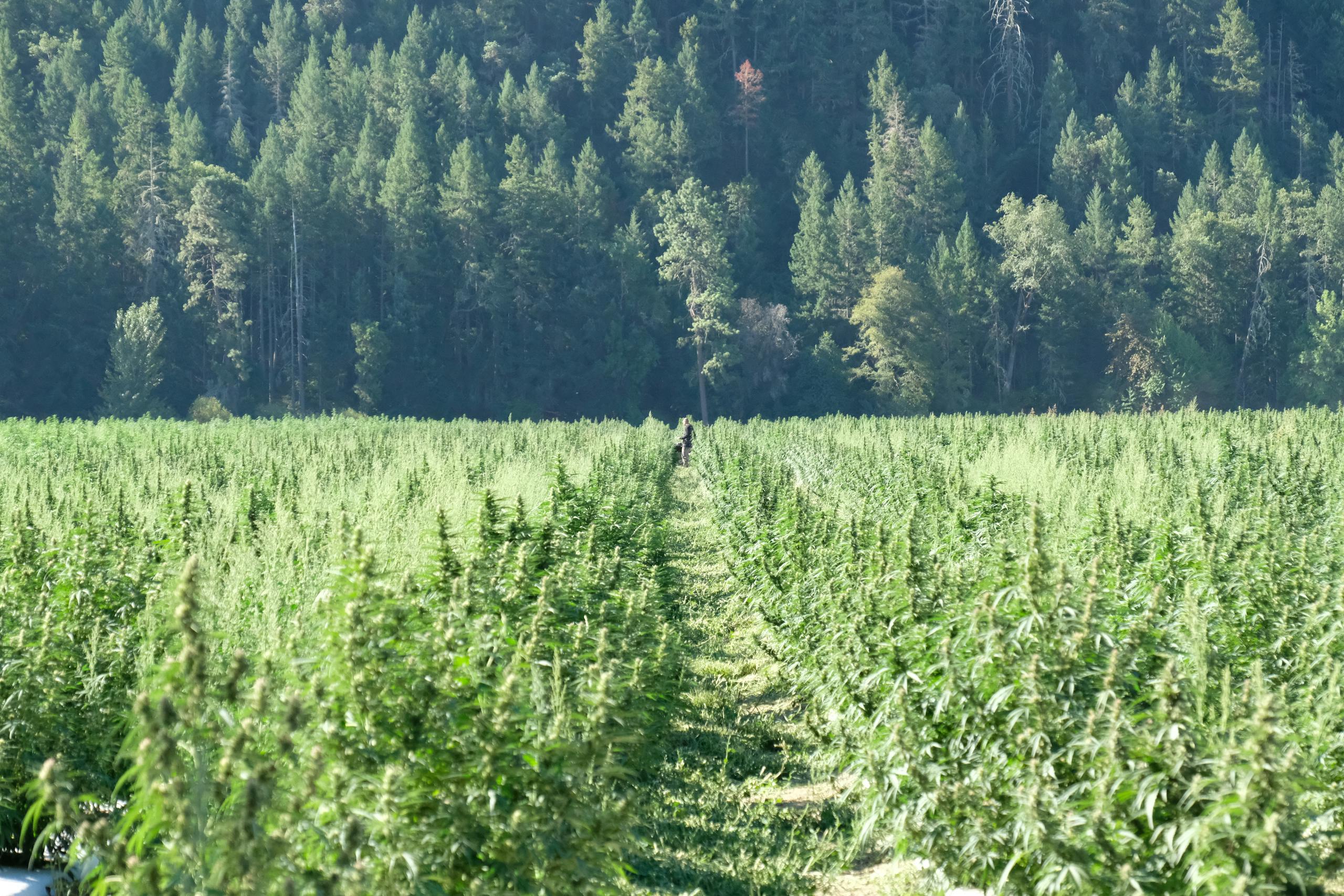 Expansive green cannabis field bordered by dense evergreen forest on a sunny day.