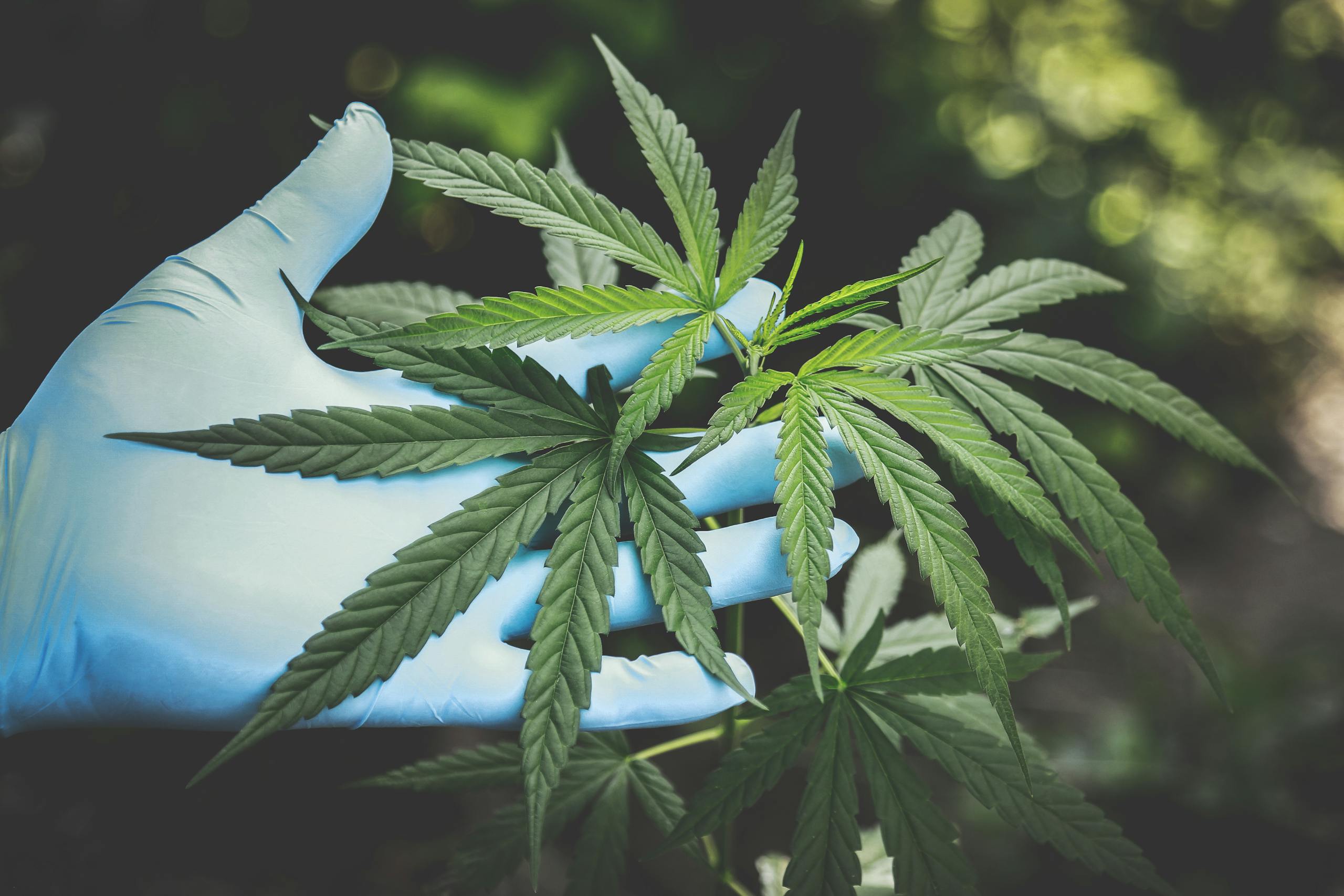 A hand in gloves holds fresh cannabis leaves outdoors, highlighting natural growth. cbd flower